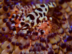Coleman shrimp  , taken with Canon G10 and UCL165 by Beate Seiler 